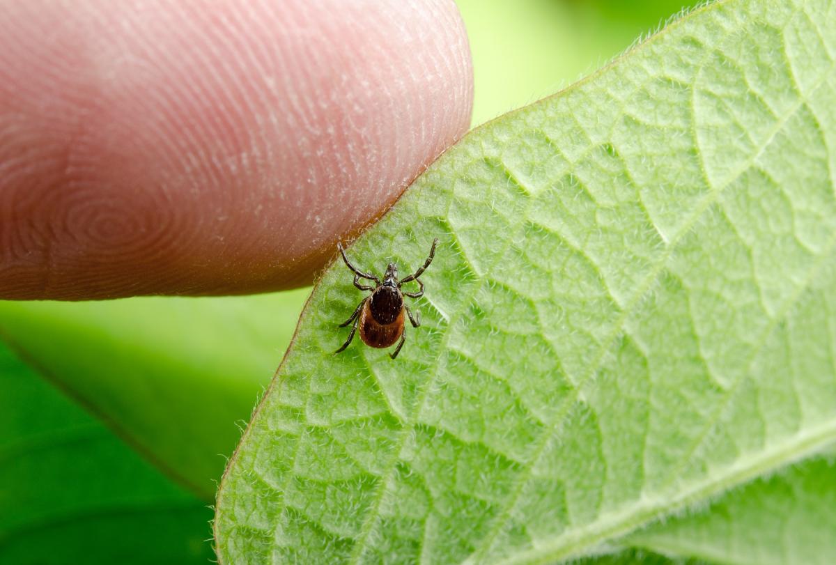All About Lyme Disease, Brain Fog, and Other Symptoms