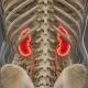 Enhancing_Kidney_Function_With_Pluripotent_Stem_Cells.jpg